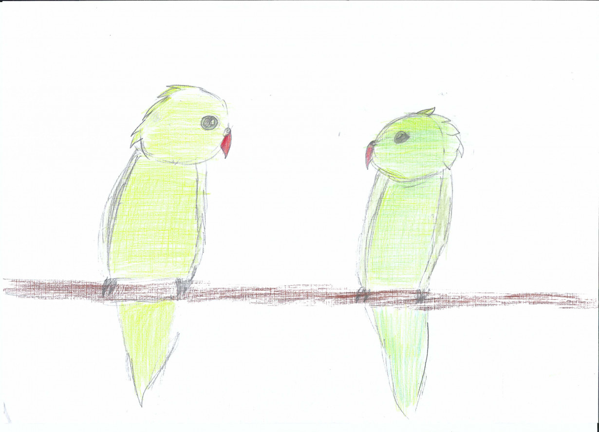 My parrots ^^