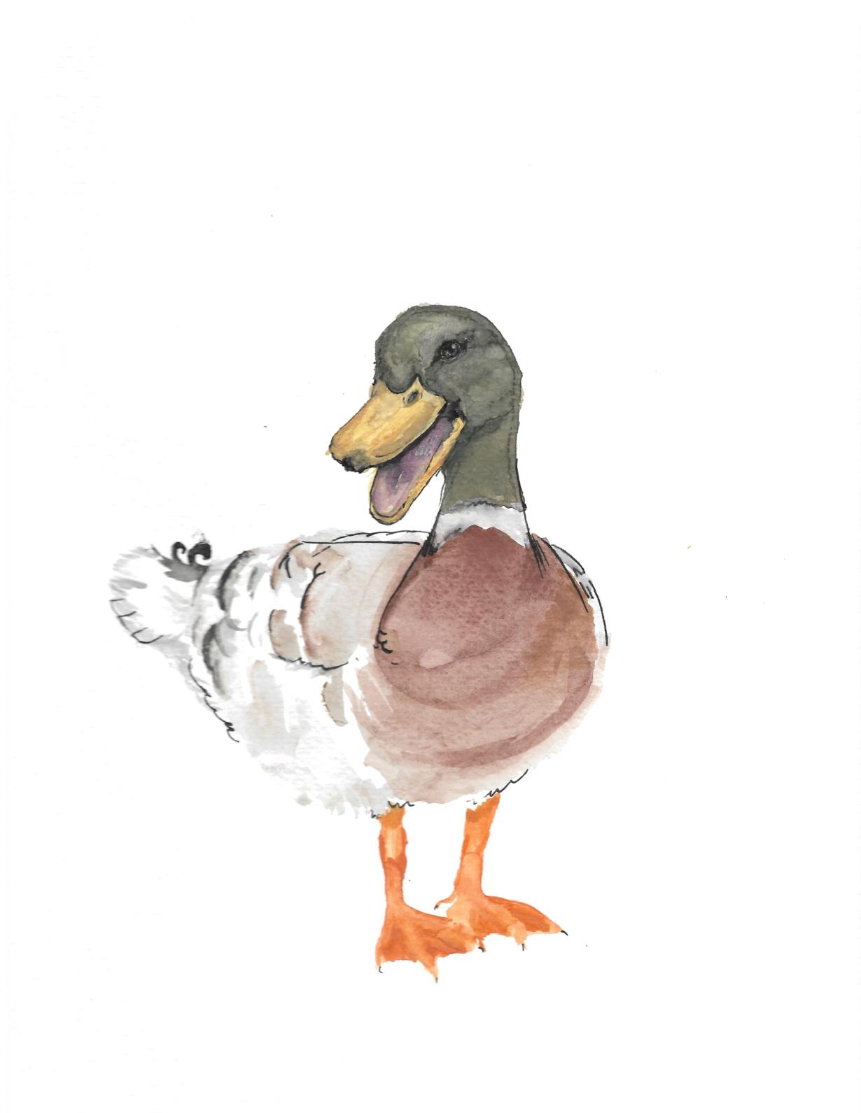 Male Mallard