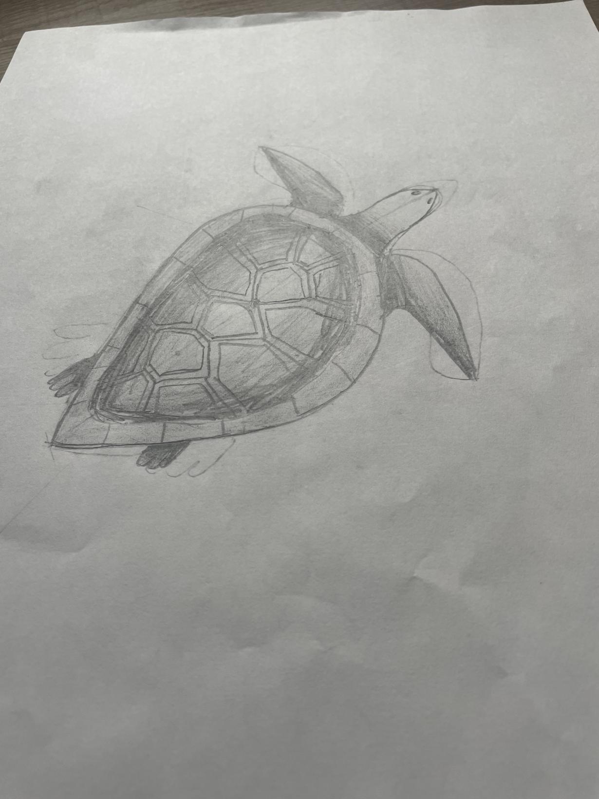 Turtle