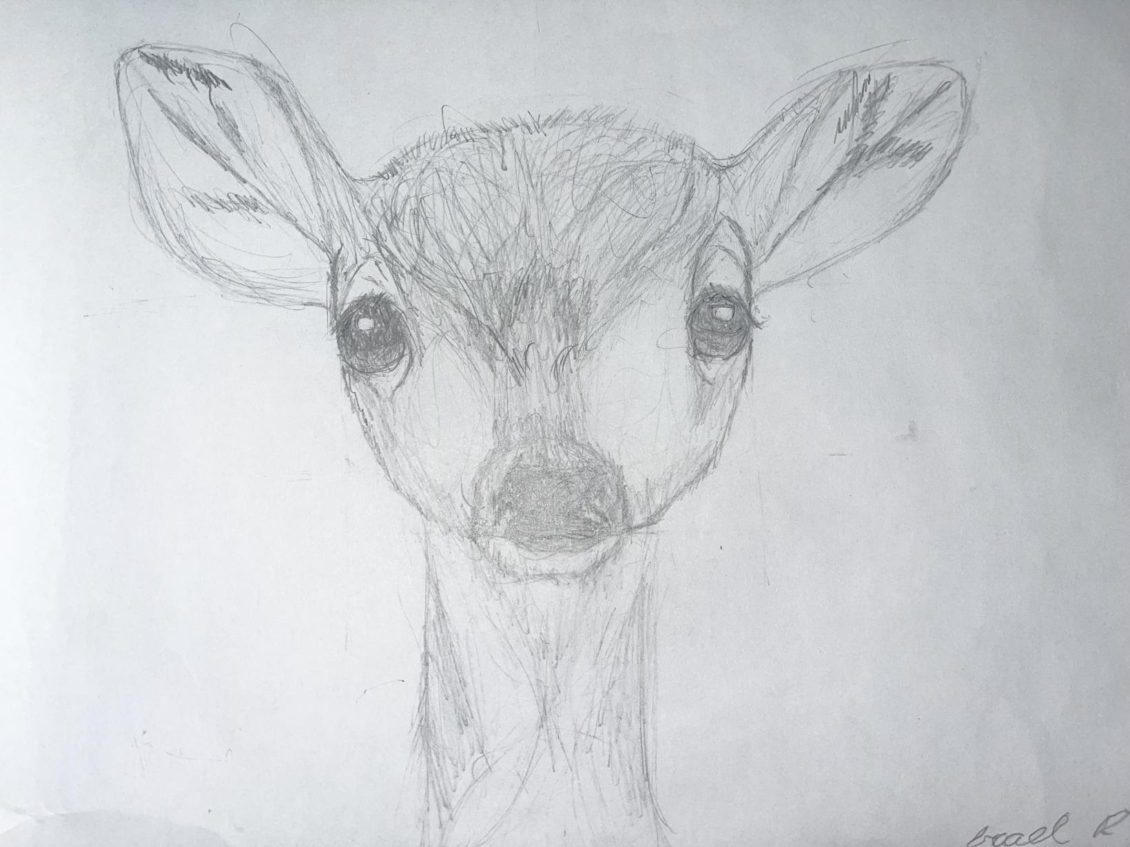 Deer 