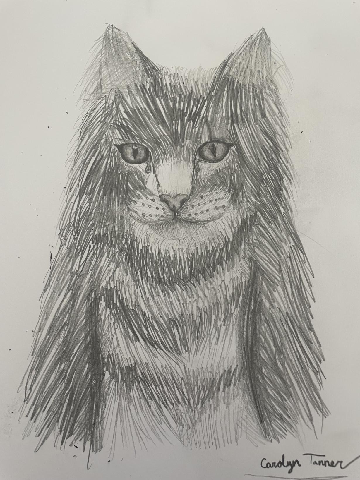 Maine coon