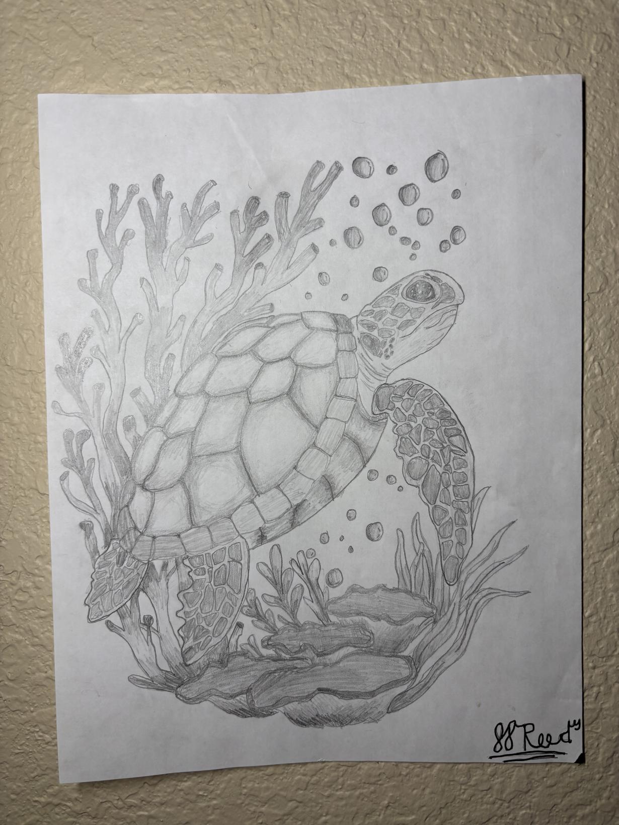 Great Sea Turtle 
